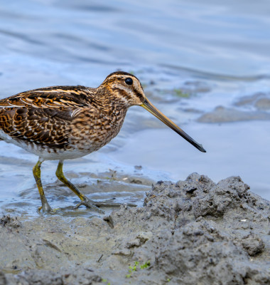 Becațină americană/ Profimedia