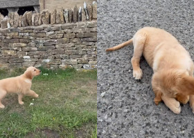 Reacția unei cățelușe care descoperă pentru prima dată ploaia/ Foto: Captură video