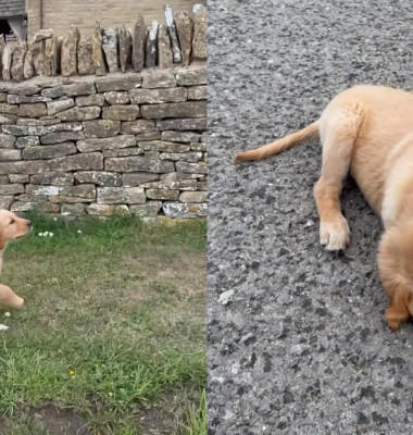 Reacția unei cățelușe care descoperă pentru prima dată ploaia/ Foto: Captură video