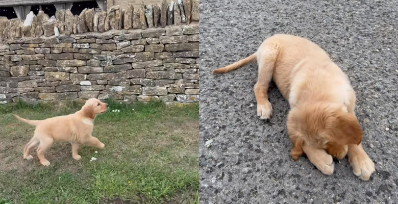 Reacția unei cățelușe care descoperă pentru prima dată ploaia/ Foto: Captură video