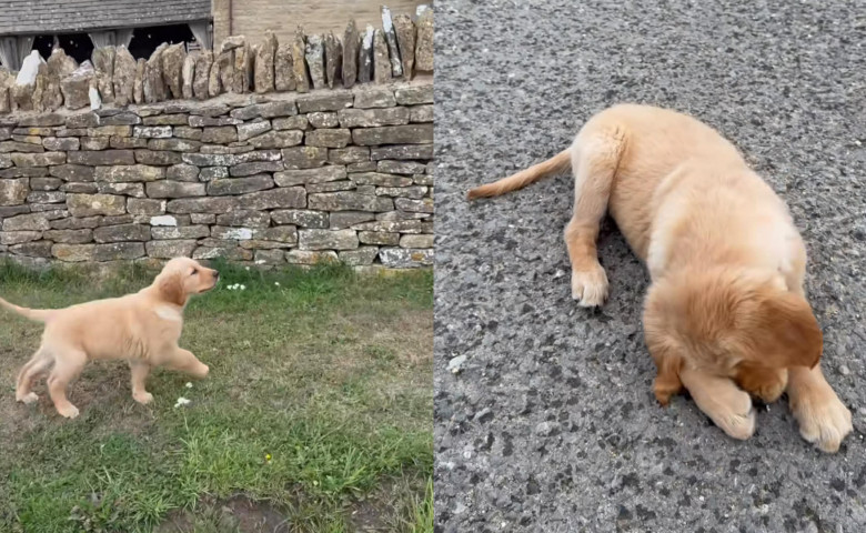 Reacția unei c&abreve;țelușe care descoper&abreve; pentru prima dat&abreve; ploaia&sol; Foto&colon; Captur&abreve; video