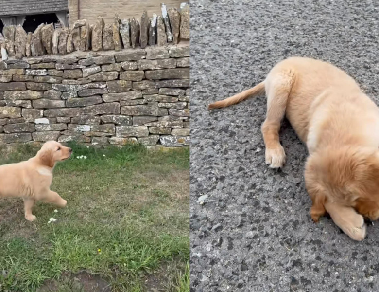 Reacția unei cățelușe care descoperă pentru prima dată ploaia/ Foto: Captură video