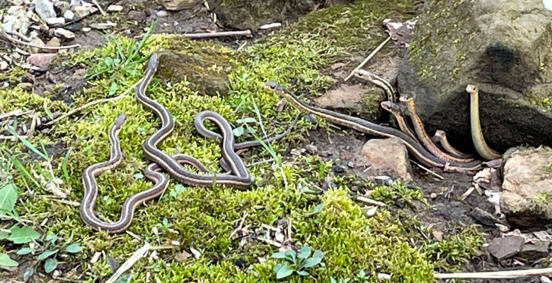 Momentul când un grup de șerpi iese din hibernare/ Foto: Facebook