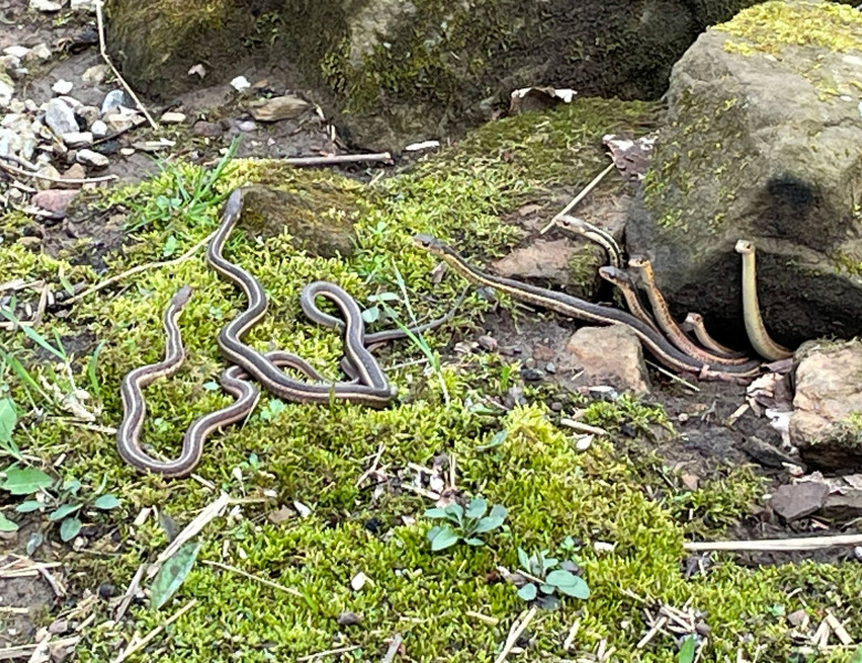 Momentul când un grup de șerpi iese din hibernare/ Foto: Facebook