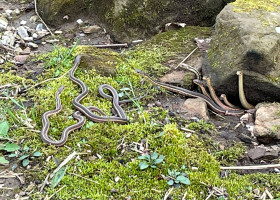 Momentul când un grup de șerpi iese din hibernare/ Foto: Facebook