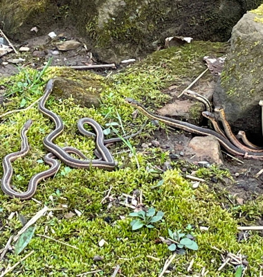 Momentul când un grup de șerpi iese din hibernare/ Foto: Facebook