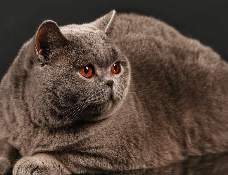 Kira Kiralina/ Foto: Facebook