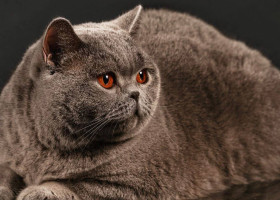 Kira Kiralina/ Foto: Facebook