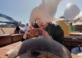 Momentul când un pescăruș încearcă să-i fure mâncarea unei femei pe malul mării/ Foto: Captură video