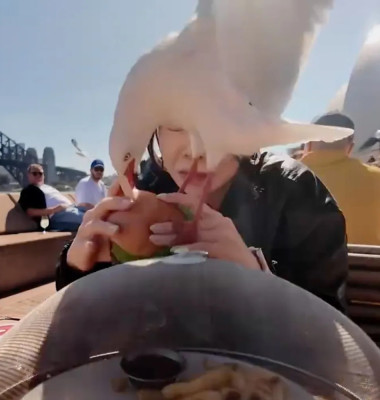 Momentul când un pescăruș încearcă să-i fure mâncarea unei femei pe malul mării/ Foto: Captură video