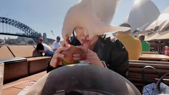 Momentul când un pescăruș încearcă să-i fure mâncarea unei femei pe malul mării. Imaginile sunt virale