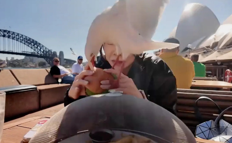 Momentul c&acirc;nd un pesc&abreve;ruș &icirc;ncearc&abreve; s&abreve;-i fure m&acirc;ncarea unei femei pe malul m&abreve;rii&sol; Foto&colon; Captur&abreve; video
