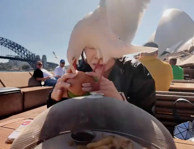 Momentul când un pescăruș încearcă să-i fure mâncarea unei femei pe malul mării/ Foto: Captură video