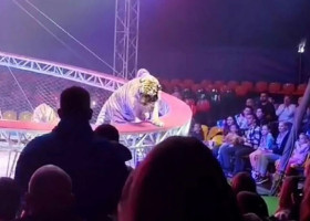 Un tigru a sărit spre public după ce plasa de siguranță s-a rupt/ Foto: Captură video