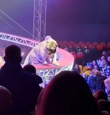 Un tigru a sărit spre public după ce plasa de siguranță s-a rupt/ Foto: Captură video