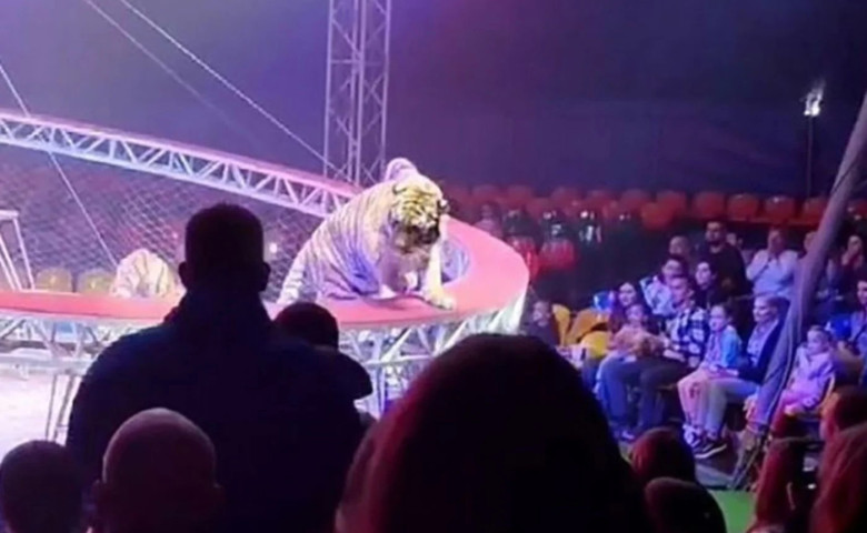 Un tigru a s&abreve;rit spre public dup&abreve; ce plasa de siguranț&abreve; s-a rupt&sol; Foto&colon; Captur&abreve; video