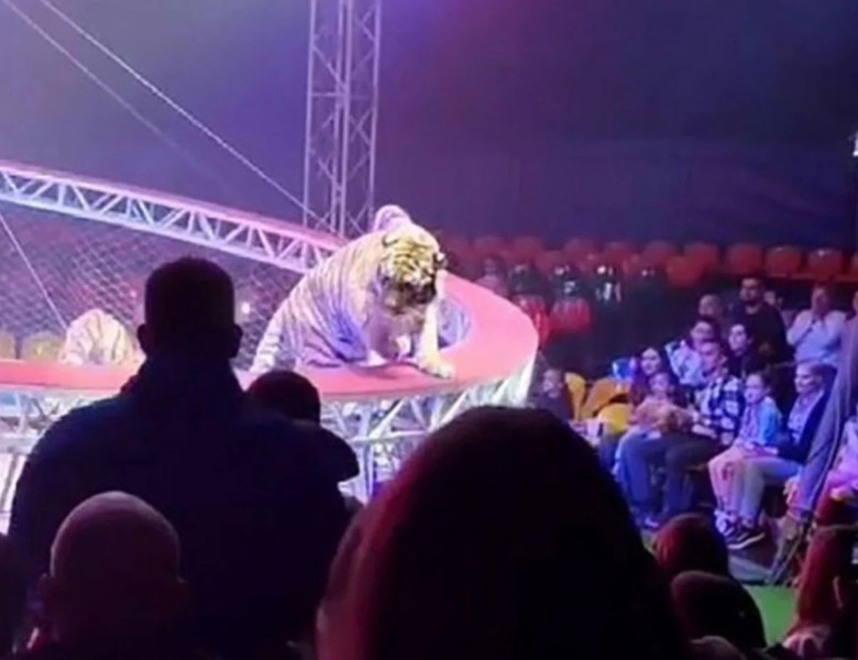 Un tigru a sărit spre public după ce plasa de siguranță s-a rupt/ Foto: Captură video