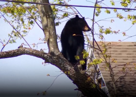 Un urs negru „s-a jucat” cu poliția din New York. A stat ore întregi atârnat într-un copac, înainte să cadă/ Foto: Captură video