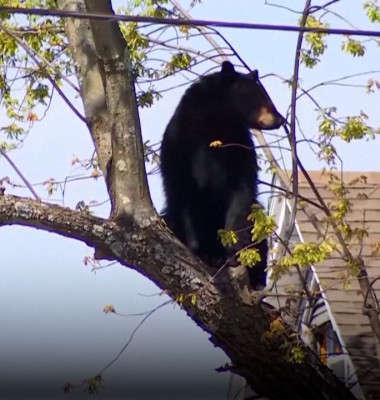 Un urs negru „s-a jucat” cu poliția din New York. A stat ore întregi atârnat într-un copac, înainte să cadă/ Foto: Captură video