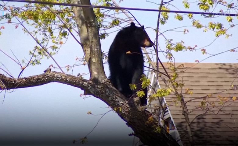 Un urs negru &bdquo;s-a jucat&rdquo; cu poliția din New York&period; A&nbsp;stat ore &icirc;ntregi at&acirc;rnat &icirc;ntr-un copac&comma; &icirc;nainte s&abreve; cad&abreve;&sol; Foto&colon; Captur&abreve; video