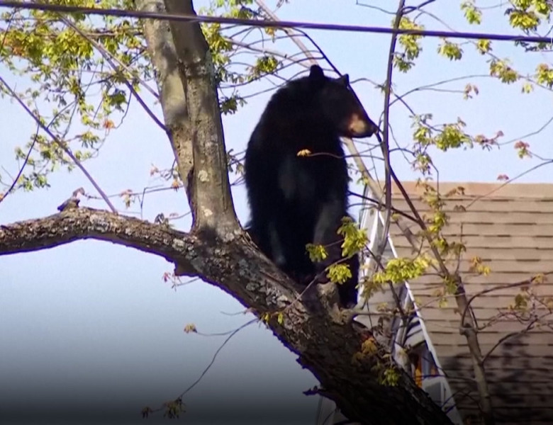 Un urs negru „s-a jucat” cu poliția din New York. A stat ore întregi atârnat într-un copac, înainte să cadă/ Foto: Captură video