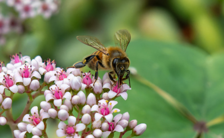 Albin&abreve;&sol; Profimedia