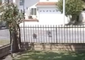 Pisică de 10 ani, surprinsă luptând cu un coiot în plină zi/ Foto: Captură video