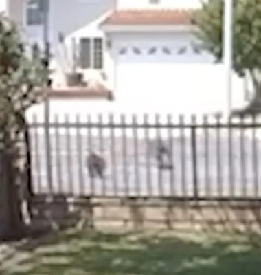 Pisică de 10 ani, surprinsă luptând cu un coiot în plină zi/ Foto: Captură video