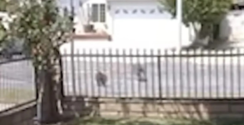 Pisică de 10 ani, surprinsă luptând cu un coiot în plină zi/ Foto: Captură video