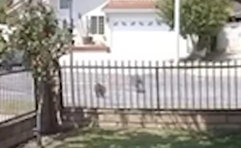 Pisic&abreve; de 10 ani&comma; surprins&abreve; lupt&acirc;nd cu un coiot &icirc;n plin&abreve; zi&sol; Foto&colon; Captur&abreve; video