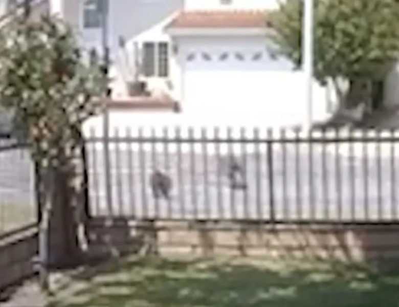 Pisică de 10 ani, surprinsă luptând cu un coiot în plină zi/ Foto: Captură video