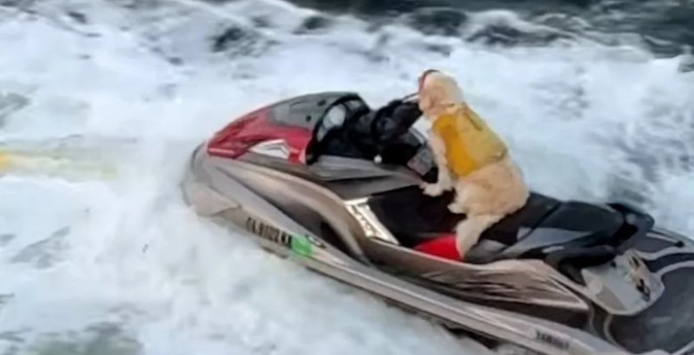 Imagini virale cu o cățelușă care „conduce” un jet ski/ Foto: Captură video