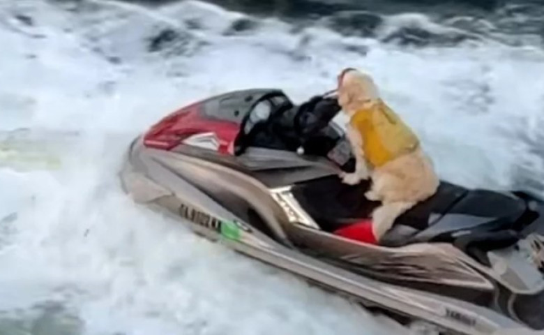 Imagini virale cu o c&abreve;țeluș&abreve; care &bdquo;conduce&rdquo; un jet ski&sol; Foto&colon; Captur&abreve; video