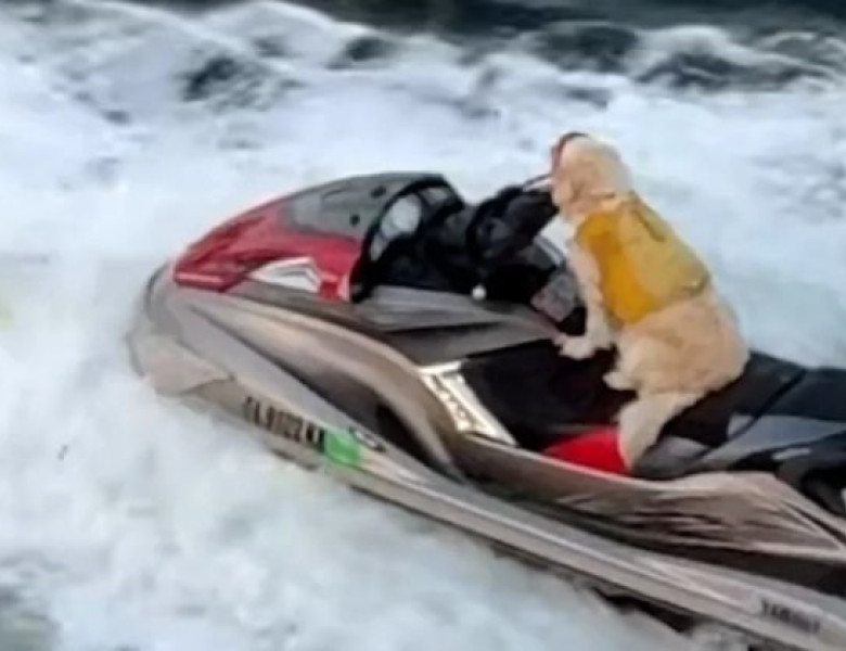 Imagini virale cu o cățelușă care „conduce” un jet ski/ Foto: Captură video