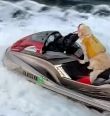 Imagini virale cu o cățelușă care „conduce” un jet ski/ Foto: Captură video