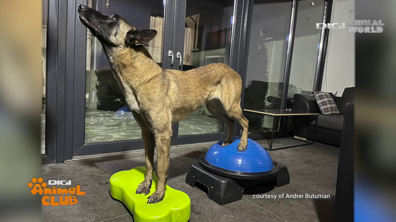 DIGI ANIMAL CLUB MONDIORING (14)