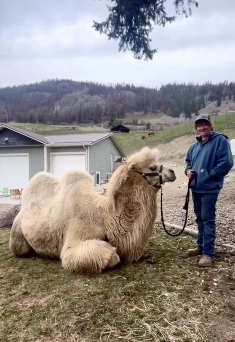 În loc de geantă de lux, soțul i-a cumpărat o cămilă de peste 700 de kilograme/ Profimedia