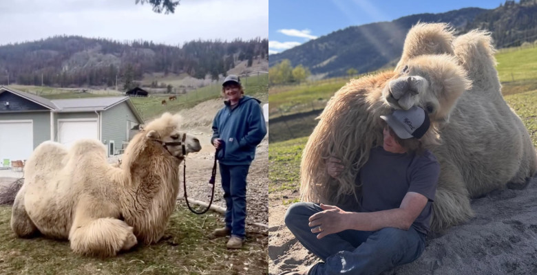 În loc de geantă de lux, soțul i-a cumpărat o cămilă de peste 700 de kilograme/ Profimedia