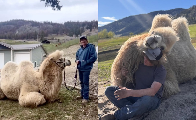&Icirc;n loc de geant&abreve; de lux&comma; soțul i-a cump&abreve;rat o c&abreve;mil&abreve; de peste 700 de kilograme&sol; Profimedia