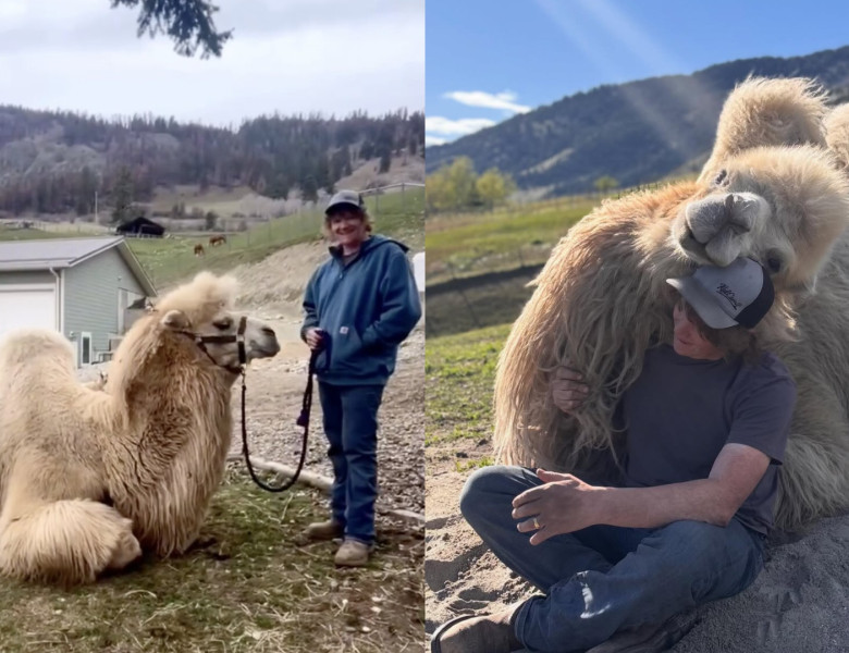 În loc de geantă de lux, soțul i-a cumpărat o cămilă de peste 700 de kilograme/ Profimedia