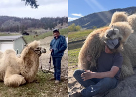 În loc de geantă de lux, soțul i-a cumpărat o cămilă de peste 700 de kilograme/ Profimedia