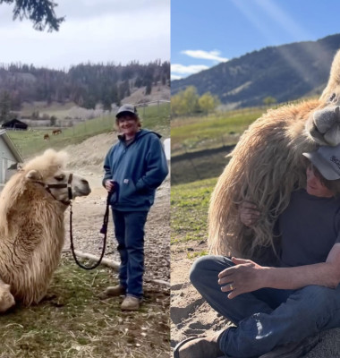 În loc de geantă de lux, soțul i-a cumpărat o cămilă de peste 700 de kilograme/ Profimedia