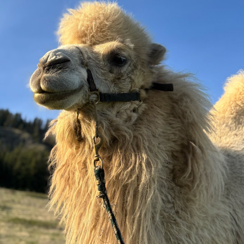 În loc de geantă de lux, soțul i-a cumpărat o cămilă de peste 700 de kilograme/ Profimedia