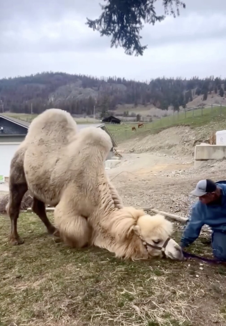 În loc de geantă de lux, soțul i-a cumpărat o cămilă de peste 700 de kilograme/ Profimedia