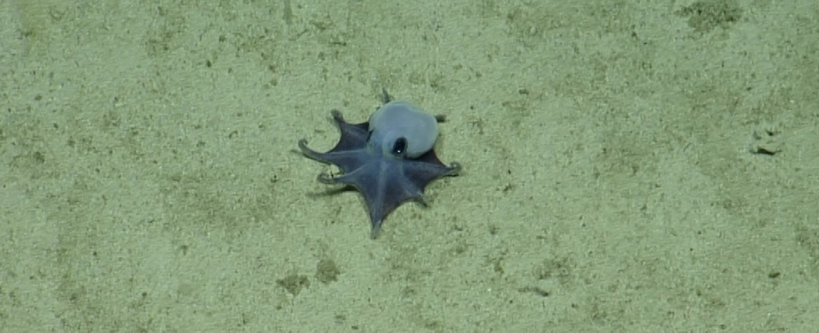 caracatita
