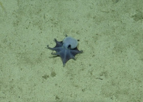 caracatita