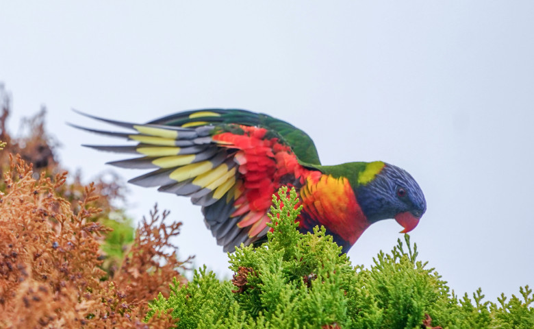 Papagalul Lorikeet&sol; Profimedia