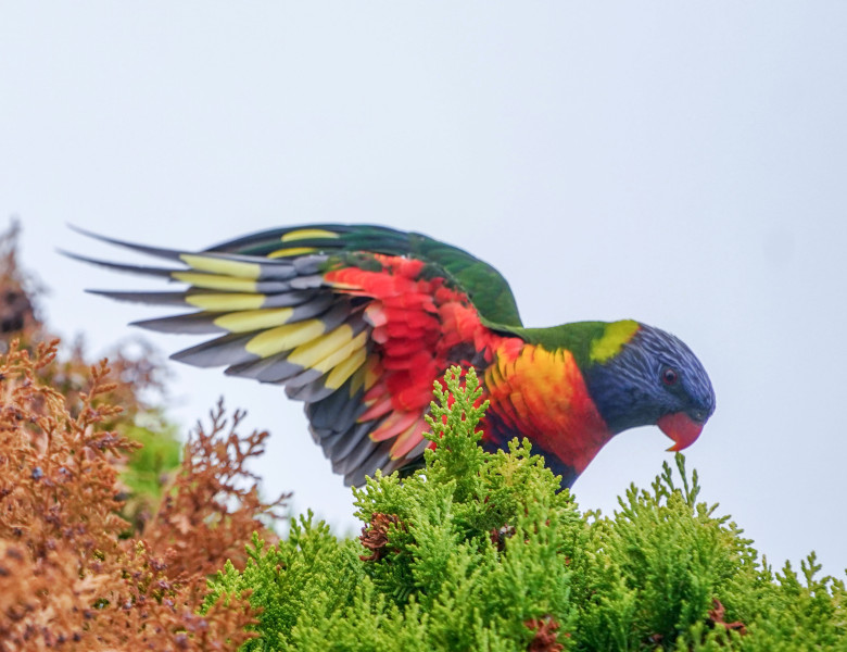 Papagalul Lorikeet/ Profimedia