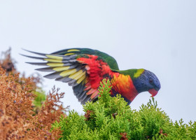 Papagalul Lorikeet/ Profimedia