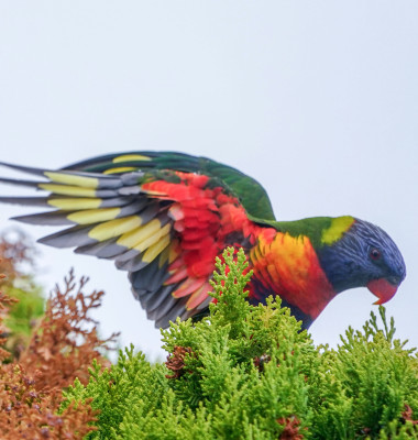 Papagalul Lorikeet/ Profimedia